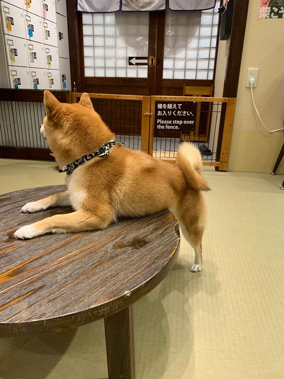 豆柴カフェ スタッフブログ 平屋本舗 久留米 筑後 鳥栖エリアのローコスト平屋住宅専門店